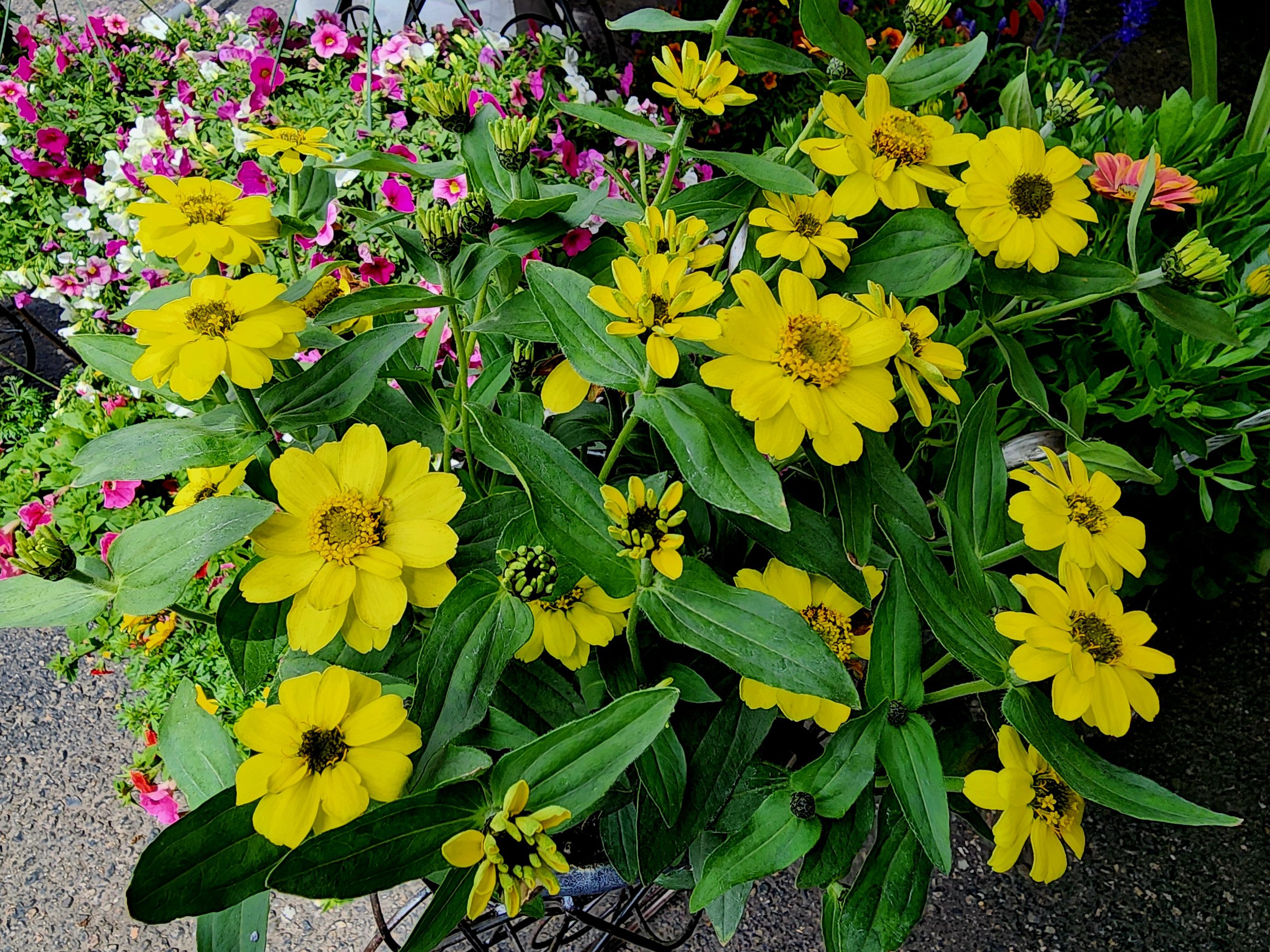 Yellow Basket
