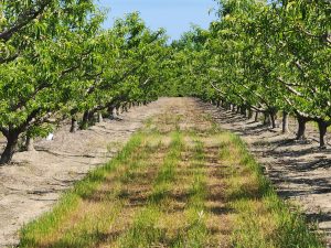 A healthy Palisade Peach orchard row of peach trees indicates a strong Colorado produce season.