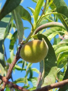 A young Palisade peach on the tree, soon to be a tasty summertime treat for the Colorado produce season.