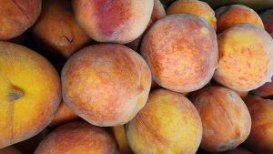 Fresh picked Palisade peaches.