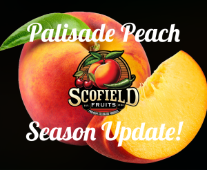 An update to the 2026 peach season. Scofield Fruits, Loveland, CO