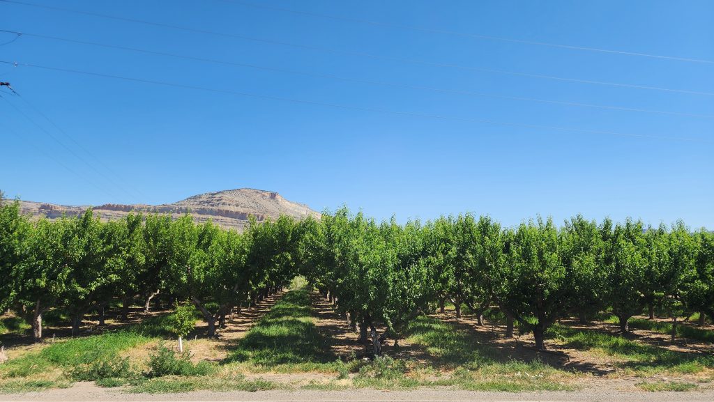 Row down a peach orchard under the mesa in Palisade, CO